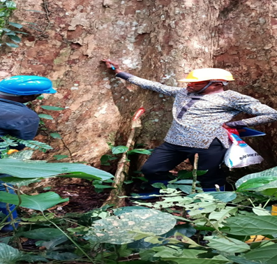 GEEC SARL réalise une mission d’inventaire carbone et d’évaluation environnementale et sociale dans la forêt communautaire de Sokopa au Haut-Uele.Une expertise scientifique au service de la conservation des forêts et du développement durable en République